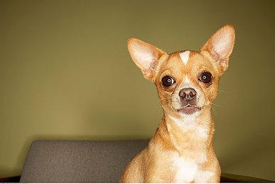 《数码宝贝物语》表现优异 玩家喊话Game Freak